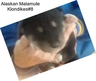 Alaskan Malamute Klondikes#8