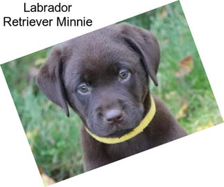 Labrador Retriever Minnie