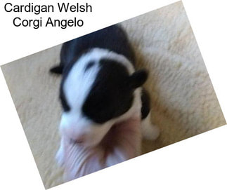 Cardigan Welsh Corgi Angelo