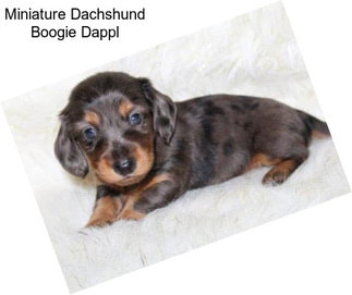 Miniature Dachshund Boogie Dappl