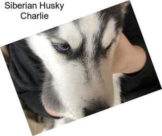 Siberian Husky Charlie