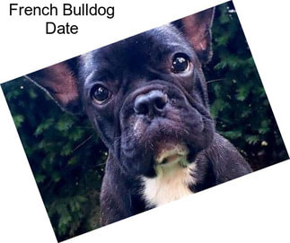 French Bulldog Date
