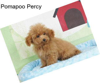 Pomapoo Percy