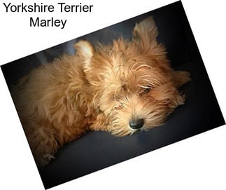 Yorkshire Terrier Marley