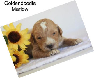 Goldendoodle Marlow