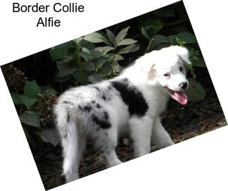 Border Collie Alfie