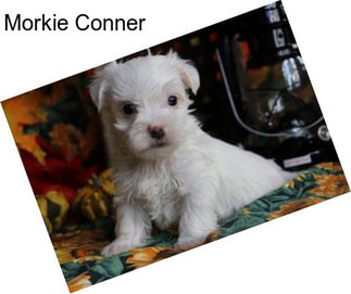 Morkie Conner