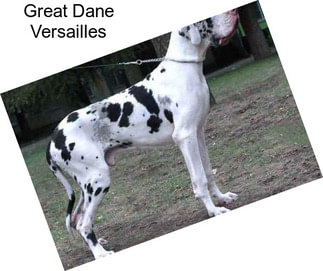 Great Dane Versailles
