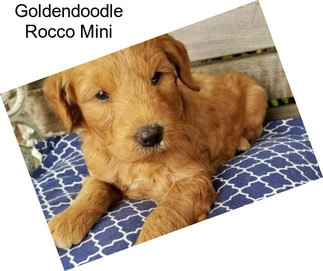 Goldendoodle Rocco Mini