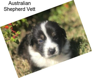 Australian Shepherd Vett