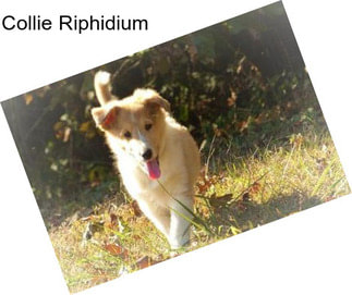 Collie Riphidium