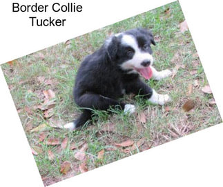 Border Collie Tucker