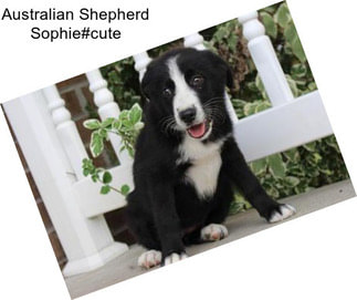 Australian Shepherd Sophie#cute