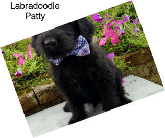 Labradoodle Patty