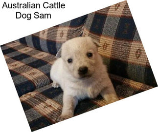 Australian Cattle Dog Sam