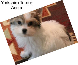 Yorkshire Terrier Annie