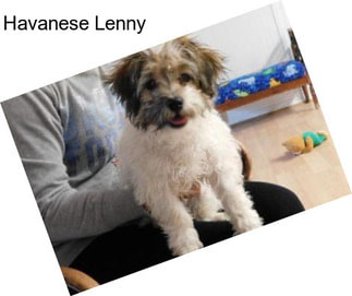 Havanese Lenny