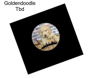Goldendoodle Tbd