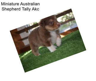 Miniature Australian Shepherd Tally Akc