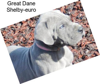 Great Dane Shelby-euro