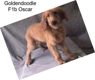 Goldendoodle F1b Oscar