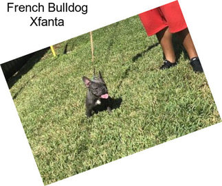 French Bulldog Xfanta