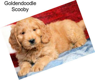 Goldendoodle Scooby