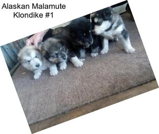 Alaskan Malamute Klondike #1