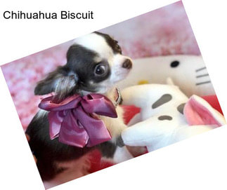 Chihuahua Biscuit
