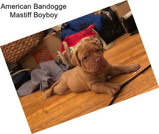 American Bandogge Mastiff Boyboy