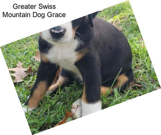 Greater Swiss Mountain Dog Grace