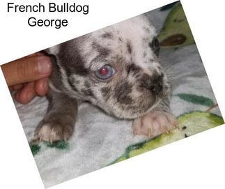 French Bulldog George