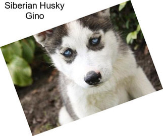 Siberian Husky Gino