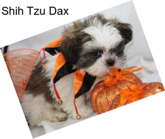 Shih Tzu Dax