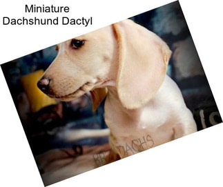 Miniature Dachshund Dactyl