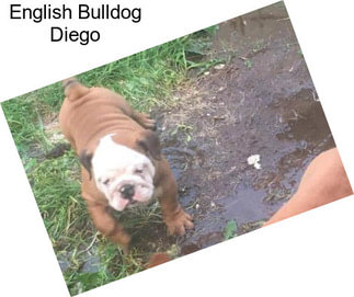 English Bulldog Diego