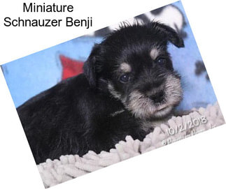 Miniature Schnauzer Benji