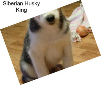 Siberian Husky King