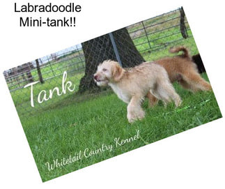 Labradoodle Mini-tank!!