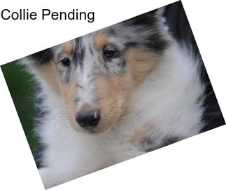 Collie Pending