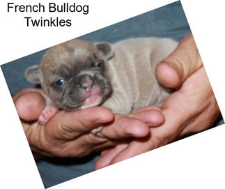 French Bulldog Twinkles