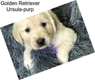 Golden Retriever Ursula-purp