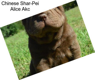 Chinese Shar-Pei Alice Akc