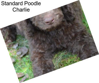 Standard Poodle Charlie