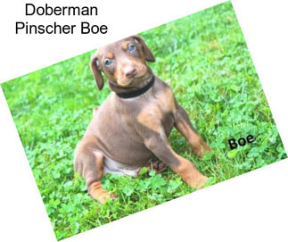 Doberman Pinscher Boe