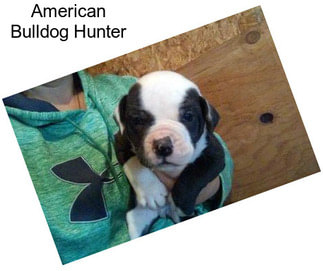 American Bulldog Hunter