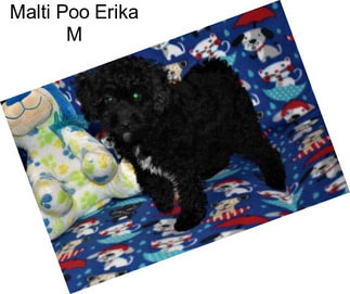 Malti Poo Erika M