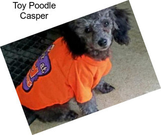 Toy Poodle Casper