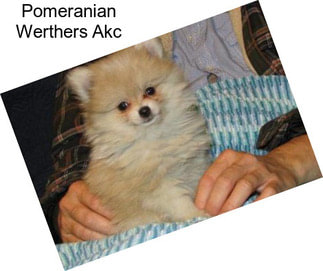 Pomeranian Werthers Akc