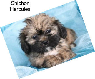 Shichon Hercules